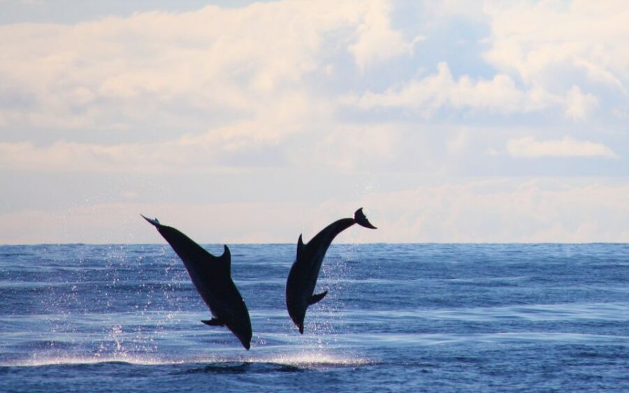 Madeira: 2.5-Hour Whale and Dolphin-Watching Cruise - Price and value: what $81 buys you in real terms