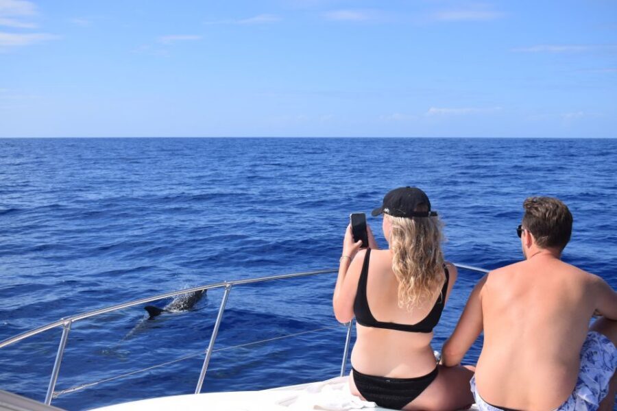 Madeira: 2.5-Hour Whale and Dolphin-Watching Cruise - What sightings can look like (and what to do if animals don’t show)