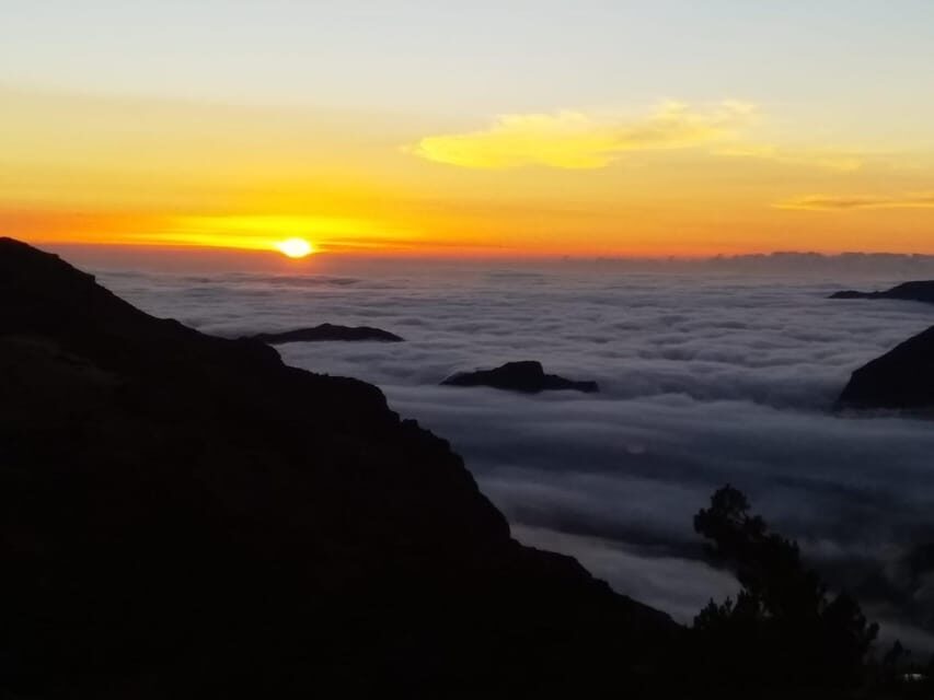 Madeira: Birdwatching - The Endemics - Key Things to Know Before You Go