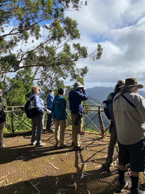 Madeira: Birdwatching - The Endemics - Madeira Endemics Birdwatching in 4.5 Hours: What This Tour Really Delivers