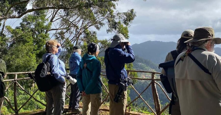 Madeira: Birdwatching - The Endemics - Laurel Forest Stops: The Trocaz Pigeon and the Art of Listening