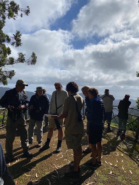 Madeira: Birdwatching - The Endemics - Firecrest, Chaffinch, and the Endemic Details That Make Your Trip Click