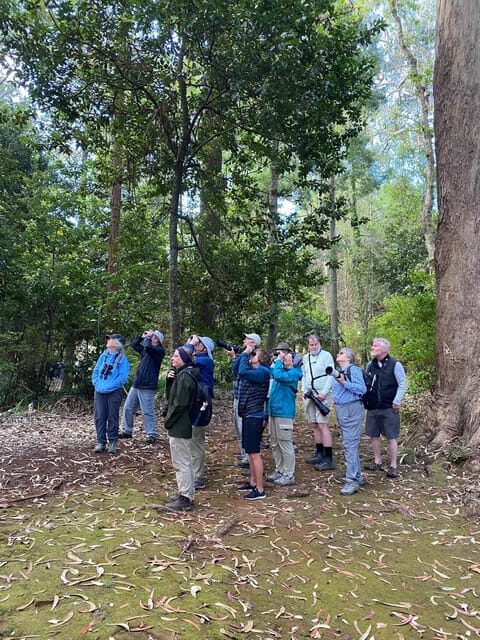 Madeira: Birdwatching - The Endemics - Getting From Funchal Pickup Into Birdwatching Mode
