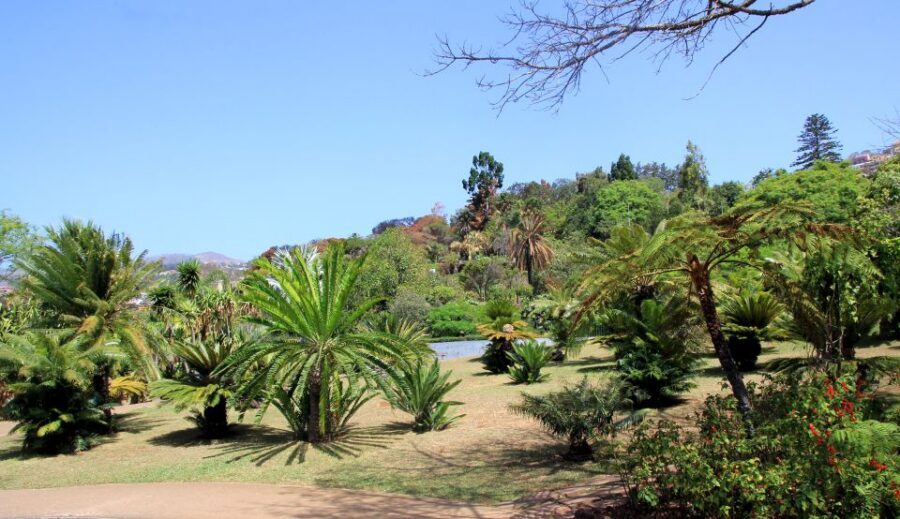 Madeira: Botanical Garden in a Tuk-Tuk Tour - The tuk-tuk in Funchal’s hills: fun transport, real-world bumps