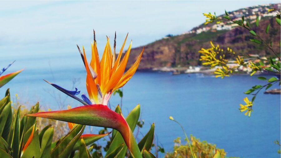 Madeira: Cabo Girao, Jeep Tour Adventure and Wine Tasting - Price and value: why $57 can work well for 4 hours