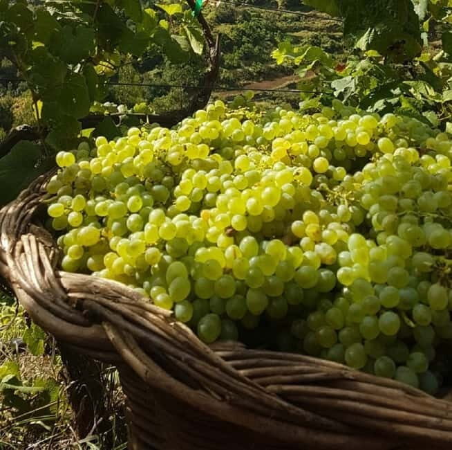 Madeira: Cabo Girão, Wines Experience and Dolphins Watching - Who this tour suits best
