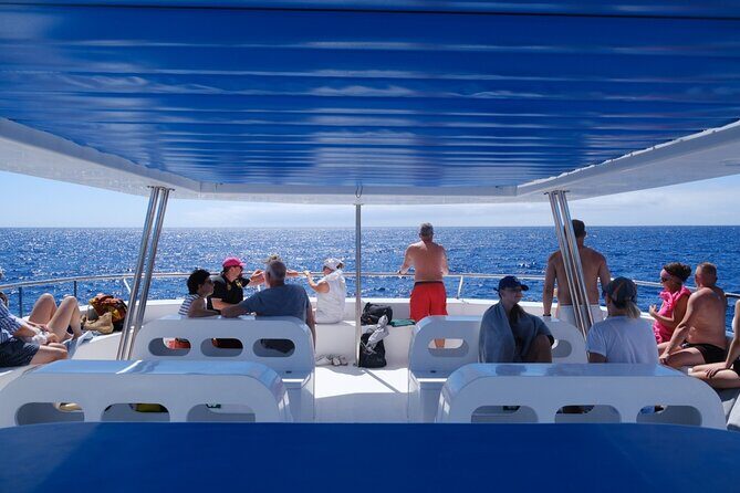 Madeira Dolphin and Whale Watching on a Ecological Catamaran - Whales and Dolphins You Might See Around Madeira