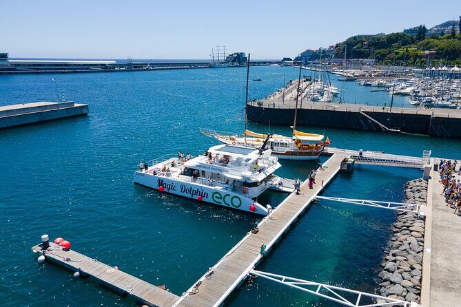 Madeira Dolphin and Whale Watching on a Ecological Catamaran - Price and Value: Is $42.33 Worth It?