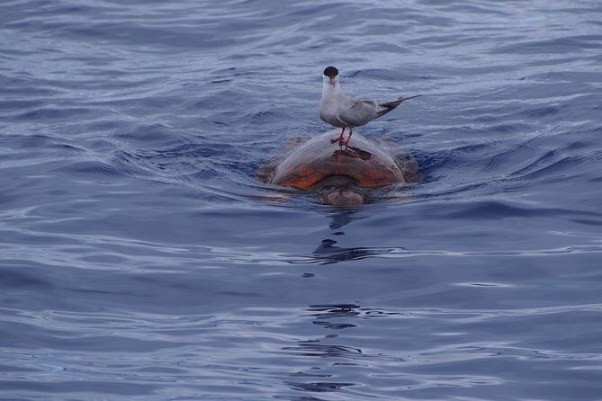 Madeira Dolphin and Whale Watching on a Ecological Catamaran - What to Pack: Layers, Spray, and Sea-Sickness Reality Checks