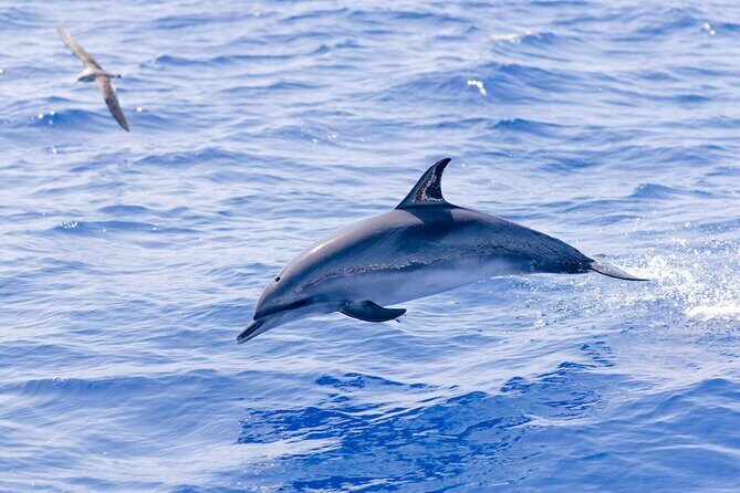 Madeira Dolphin & Whale Watching Tour - Setting Off From Funchal: Ventura’s Cais 8 Meeting Point