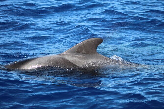 Madeira Dolphin & Whale Watching Tour - What About the Boat Ride Itself: Speed, Sea Spray, and Comfort