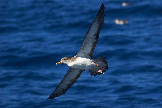 Madeira Dolphin & Whale Watching Tour - The Madeira Scenery Bonus You Actually Get From This Tour