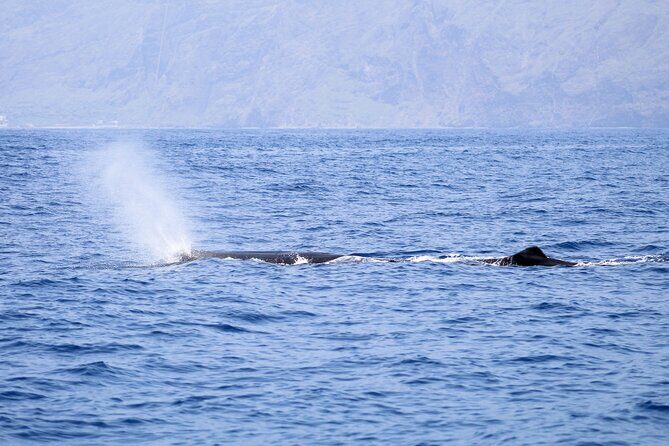 Madeira Dolphin & Whale Watching Tour - Price and Value: Is $58.05 a Good Deal?