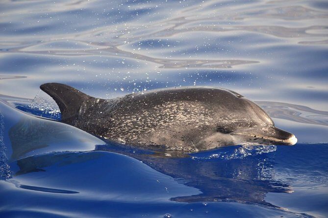 Madeira Dolphin & Whale Watching Tour - Who This Tour Suits (and Who Should Think Twice)