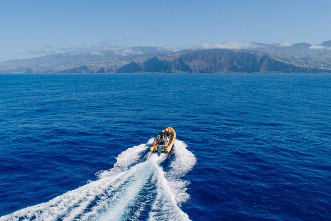 Madeira Dolphin & Whale Watching Tour - Boarding, Safety Briefing, and the Marine Biologist Factor
