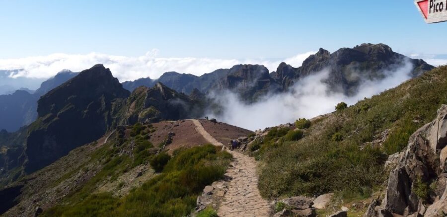 Madeira : East Tour - Santana North Side - Ribeiro Frio Forest Park: Laurissilva details you can actually spot
