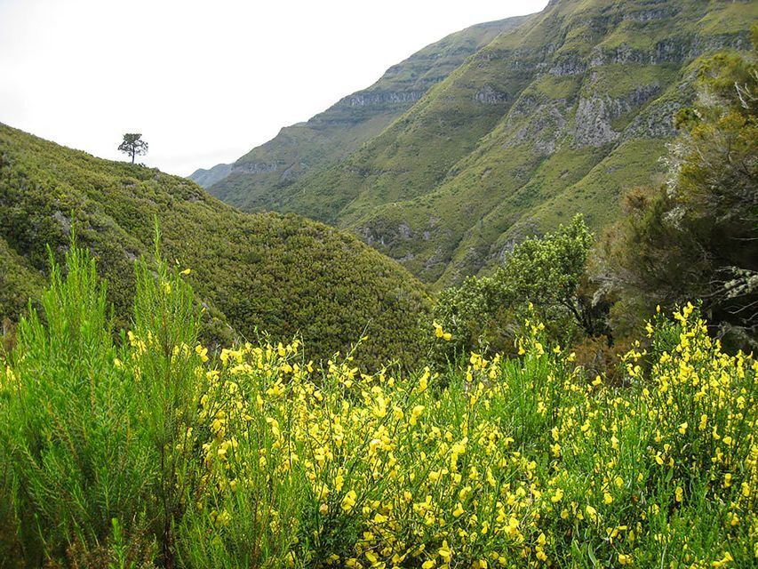 Madeira: Enjoy a Guided Levada Walk in the Rabaçal Valley - The best reason to do this: a working water system, not just a hike