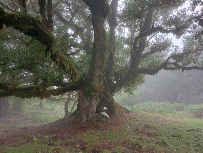 Madeira: Fanal Forest Guided Hiking Tour - Key Highlights at a Glance