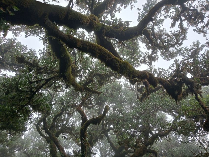 Madeira: Fanal Forest Guided Hiking Tour - Entering Fanal Forest’s Misty World on a Guided Hike