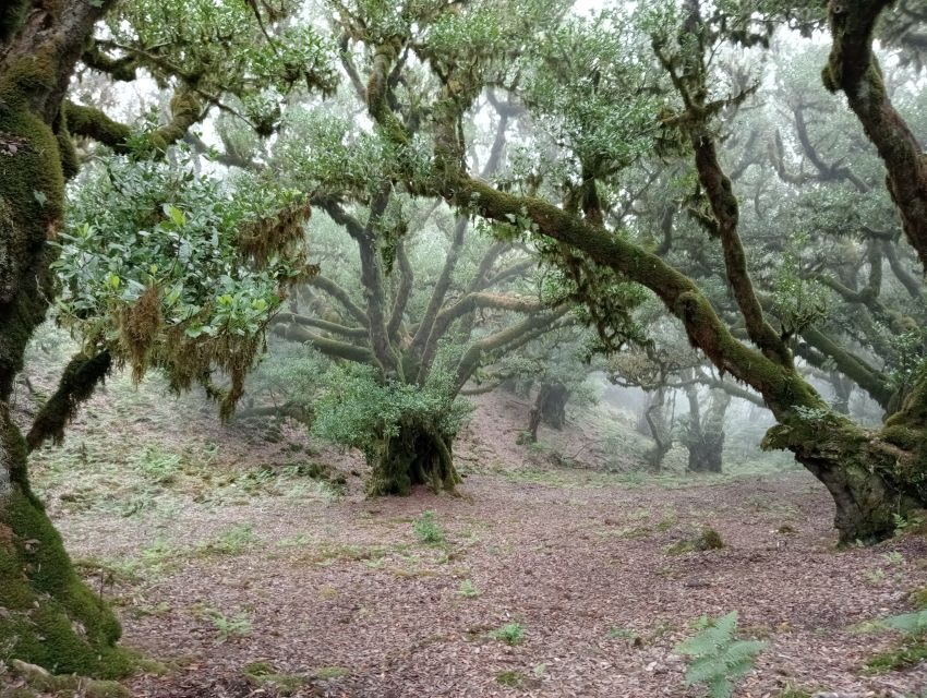 Madeira: Fanal Forest Guided Hiking Tour - Languages and Guide Style: Multilingual, Calm, and Photo-Aware