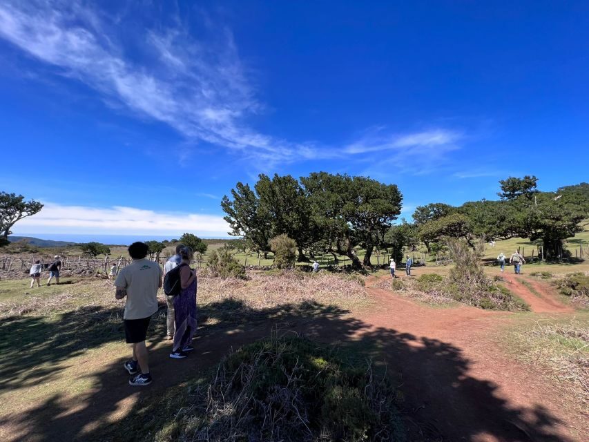 Madeira: Full-Day Jeep Tour with Guide and Pickup - Fanal Forest: a slow stop that changes the mood