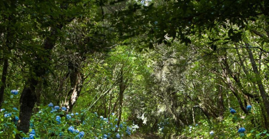 Madeira: Full-Day Laurel Forest Guided Walking Tour - Laurel Forest Levadas And the Caldeirão Verde Waterfall You Actually Reach