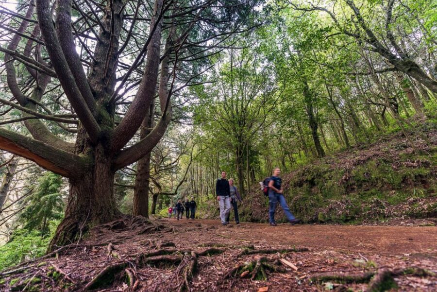 Madeira: Full-Day Laurel Forest Guided Walking Tour - Queimadas Forestry Park Walk: Thatched House Start And Old Waterway Vibes