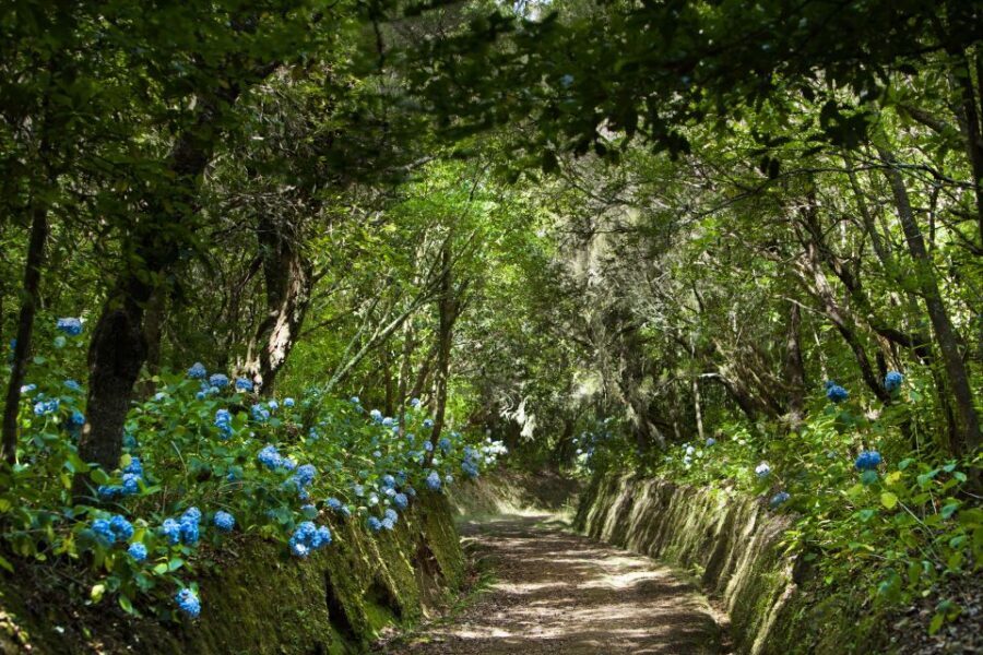 Madeira: Full-Day Laurel Forest Guided Walking Tour - Morning Pickup In Funchal: Where the Van Fits Your Day