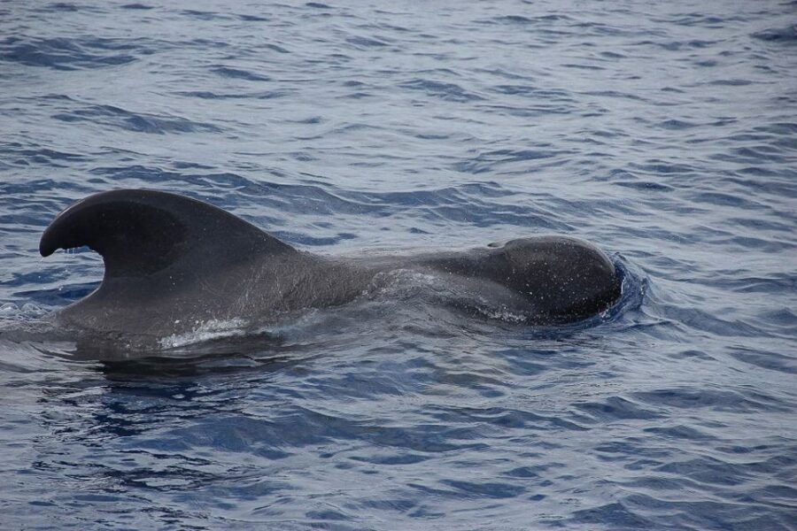 Madeira: Funchal Sunset Tour by Catamaran - Watching dolphins and whales without turning it into stress