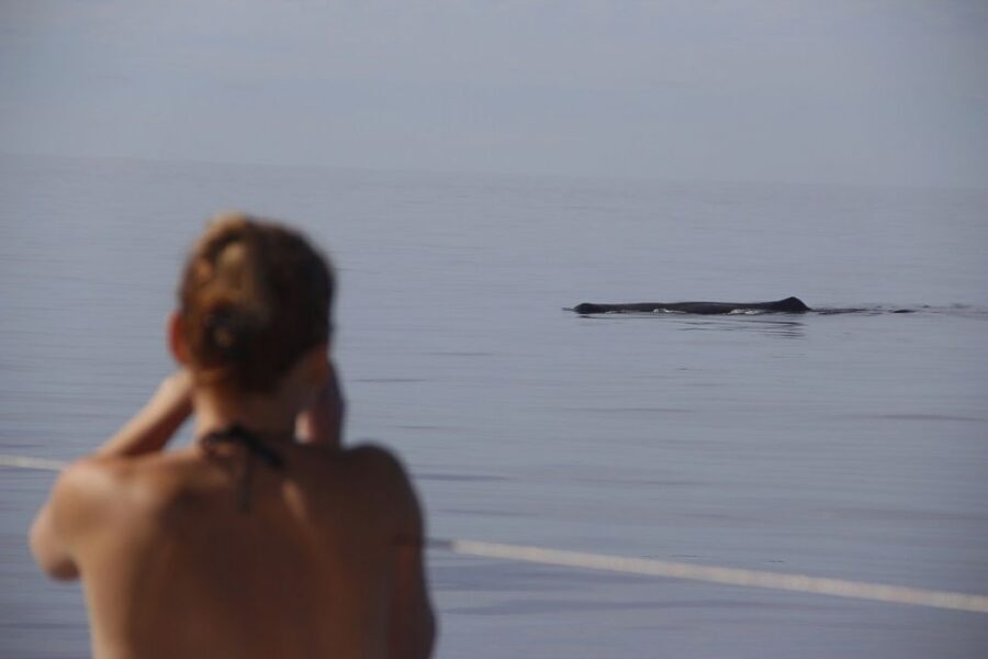 Madeira: Funchal Sunset Tour by Catamaran - Cabo Girão stop: swim and snorkeling with the cliff overhead