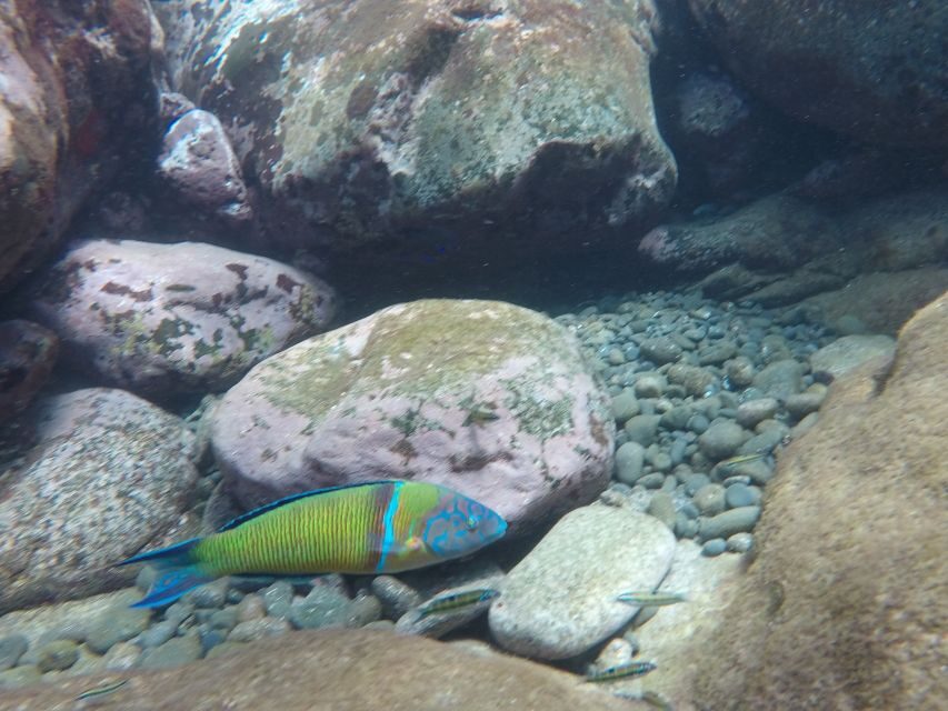 Madeira: Garajau Nature Reserve Kayak and Snorkel Tour - Group Dynamics: Why Guides Make or Break This Day