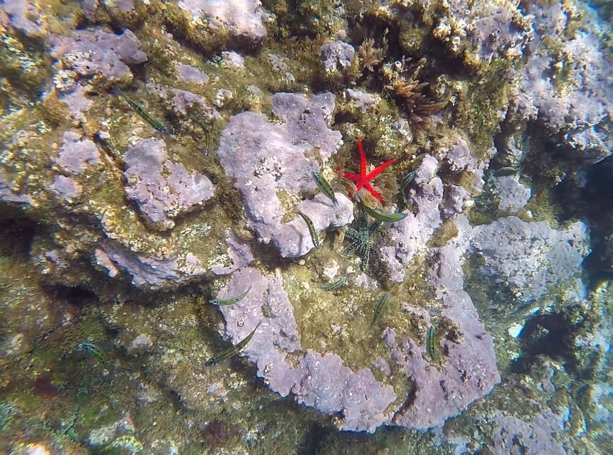 Madeira: Garajau Nature Reserve Kayak and Snorkel Tour - Snorkeling at the Best Spots: Seeing Fish Up Close