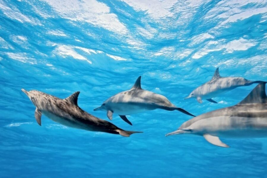 Madeira: Guaranteed Whales or Dolphins Watching Tour - Who This Tour Fits Best (and Who Might Want Another Plan)
