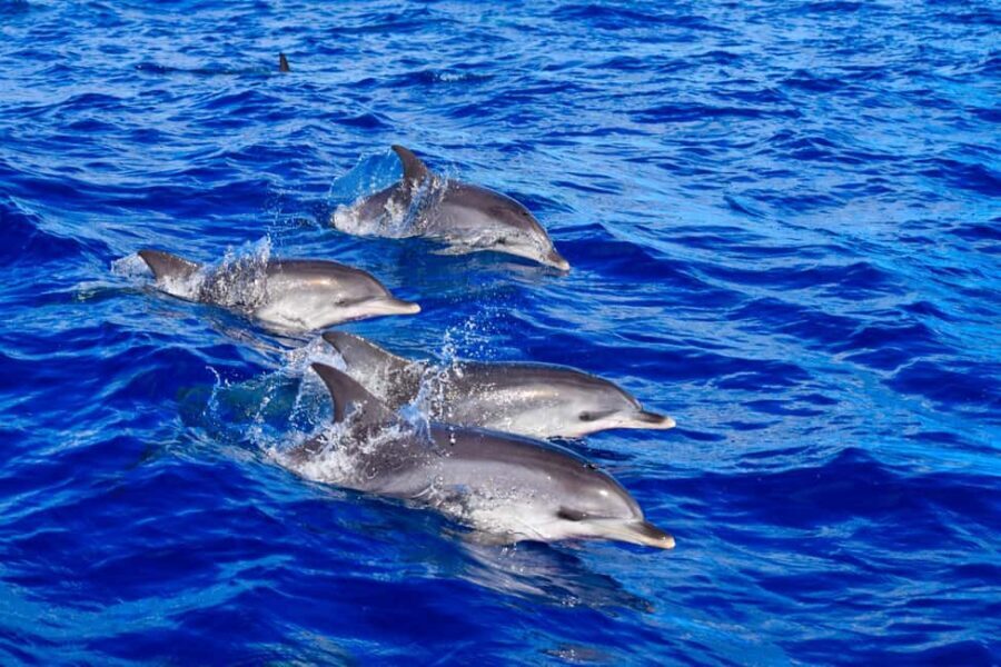 Madeira: Guaranteed Whales or Dolphins Watching Tour - Madeira Whale Watching From Funchal: Why This Experience Works