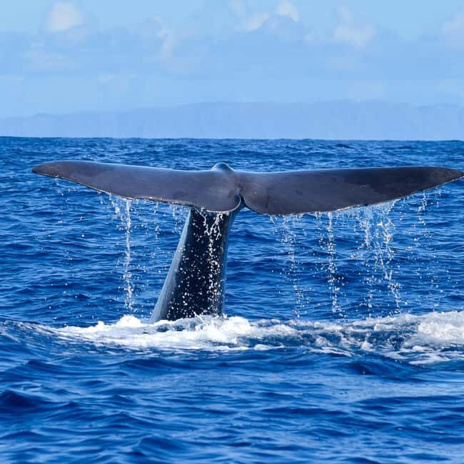 Madeira: Guaranteed Whales or Dolphins Watching Tour - How the 2-Hour Cruise Unfolds Off the Coast