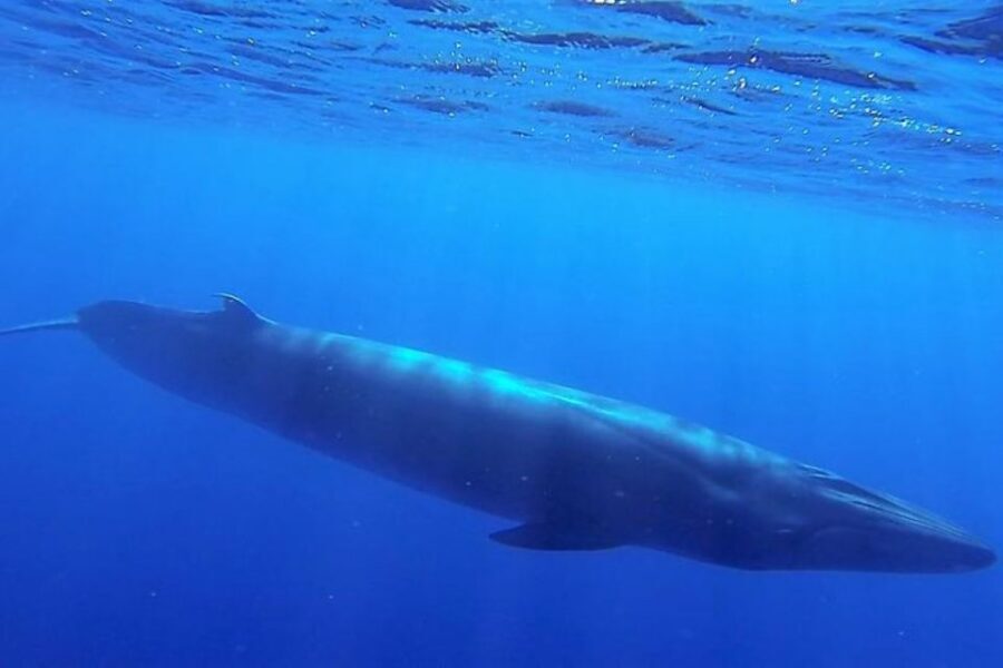 Madeira: Guaranteed Whales or Dolphins Watching Tour - The Species Chances: What You Might See in Madeira’s Waters
