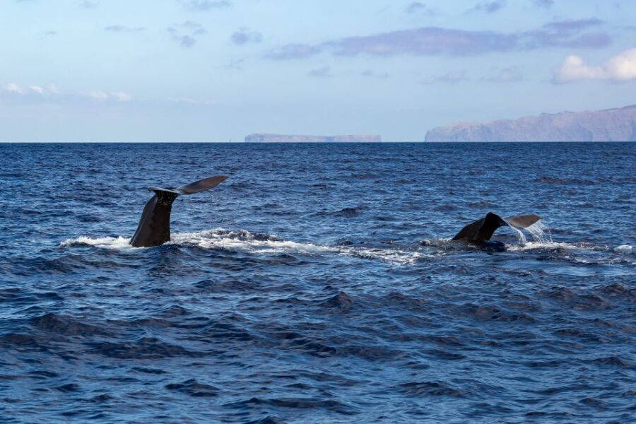 Madeira: Guaranteed Whales or Dolphins Watching Tour - Ethical Whale Watching: No Feeding, No Chasing, Real Research Support