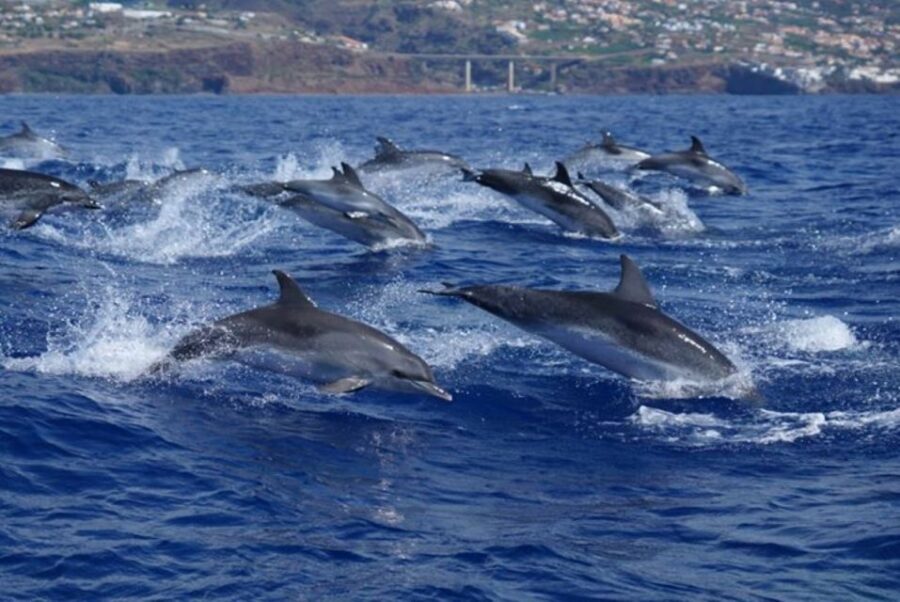 Madeira: Guaranteed Whales or Dolphins Watching Tour - Land Spotters and the Art of Finding Pods