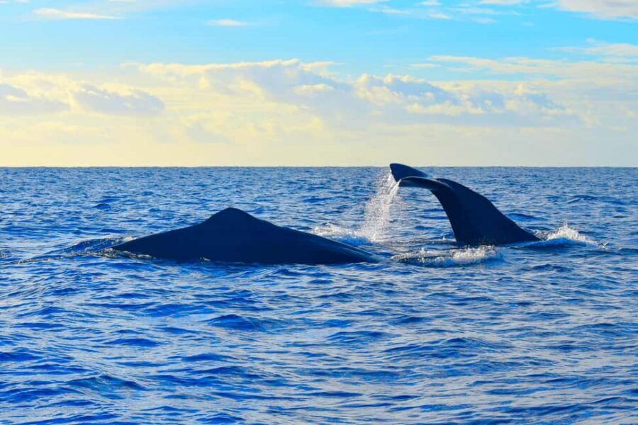 Madeira: Guaranteed Whales or Dolphins Watching Tour - Comfort on a Speed Boat: What to Expect (and How to Prepare)