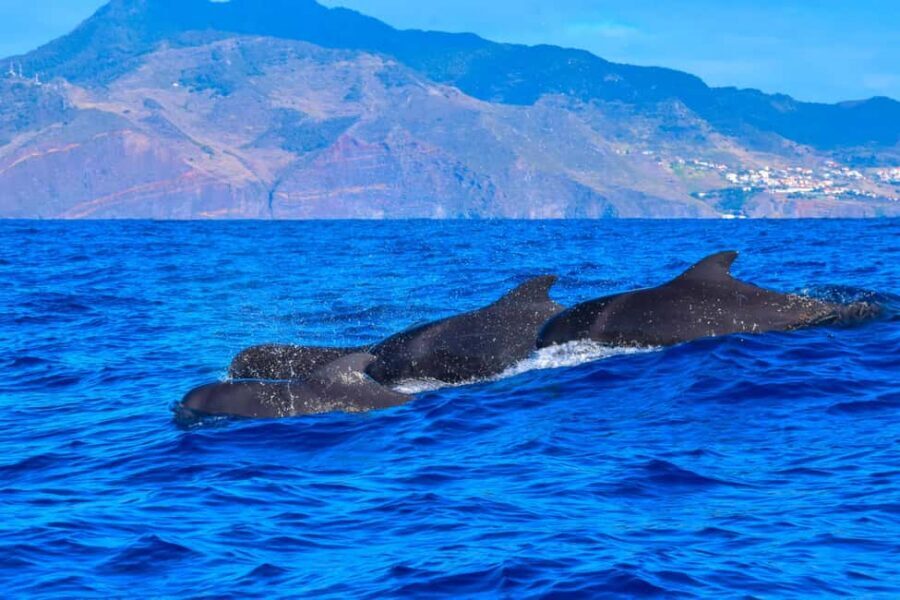Madeira: Guaranteed Whales or Dolphins Watching Tour - Price and Value: Why $55 Can Make Sense Here