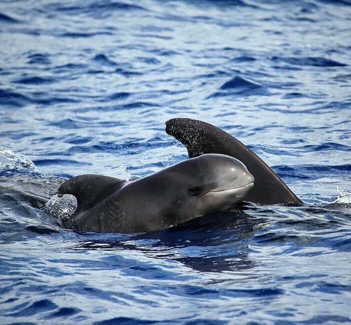 Madeira: Guaranteed Whales or Dolphins Watching Tour - Meeting Blue Safari Madeira: The Funchal Marina Shortcut