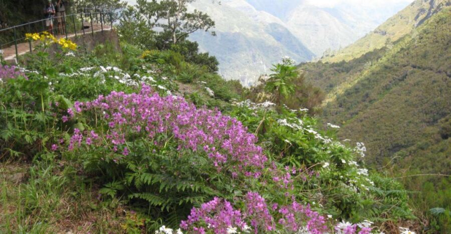 Madeira: Guided Full-Day Rabaçal Walk - Key highlights you’ll feel right away