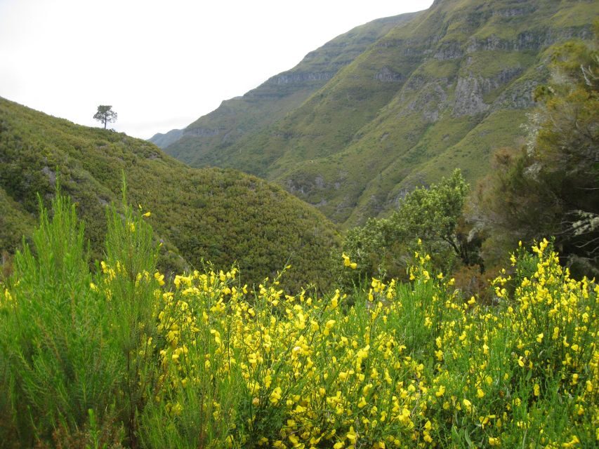 Madeira: Guided Full-Day Rabaçal Walk - Paúl da Serra to Rabaçal: your first taste of Madeira’s native forest