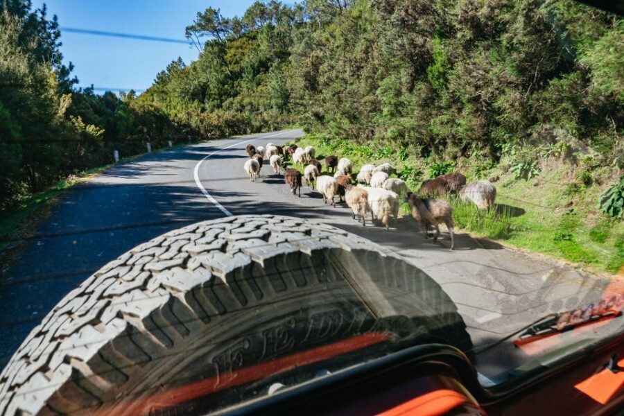 Madeira: Half-Day Pico Arieiro Jeep Tour - Machico: When the Tour Connects Scenery to Story