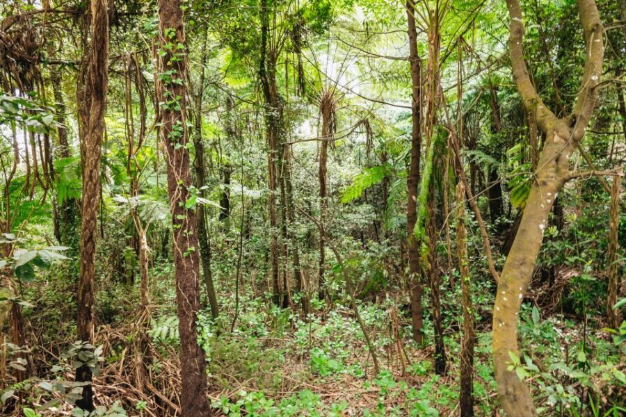Madeira: Half-Day Pico Arieiro Jeep Tour - What the Guide Adds (Besides the Driving)