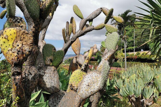 Madeira Highlights: Toboggan, Garden & Cable Car (All-Inclusive) - Who this tour fits best (and who should think twice)