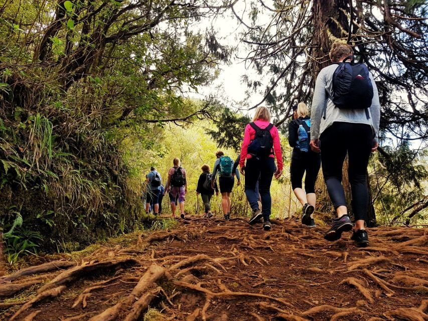 Madeira Island: Caldeirão Verde Levada Walk - The heart of it: 13 km along the levada with four natural tunnels
