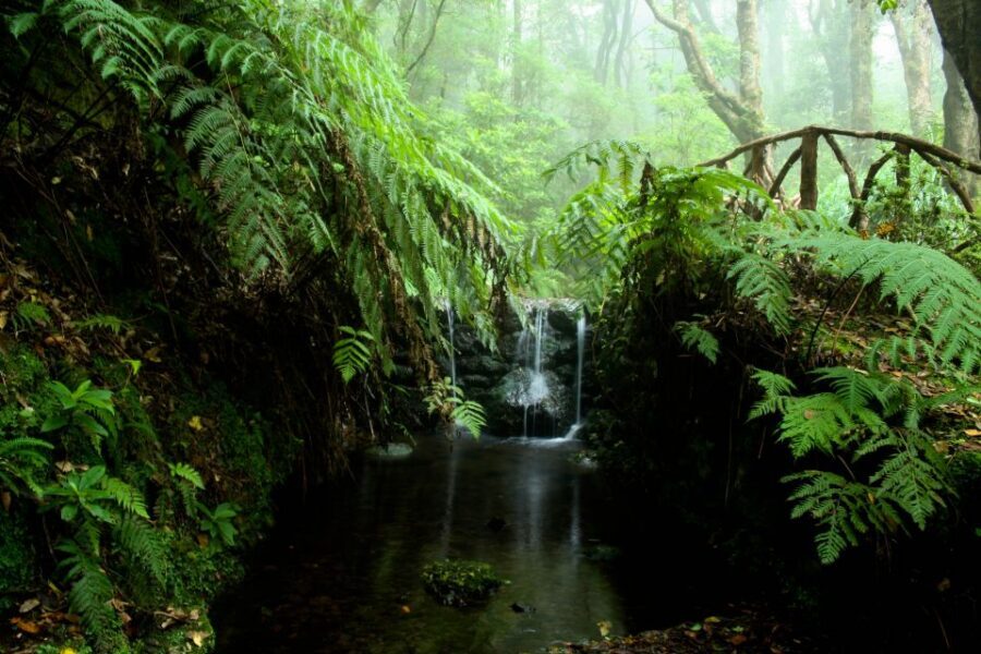 Madeira Island: Caldeirão Verde Levada Walk - Caldeirão Verde waterfall: where the emerald lagoon steals your attention