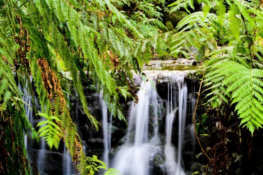 Madeira Island: Caldeirão Verde Levada Walk - What’s included, what costs extra, and how to get good value