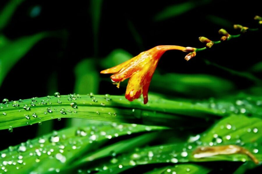 Madeira Island: Caldeirão Verde Levada Walk - What to bring: the small list that keeps the day pleasant